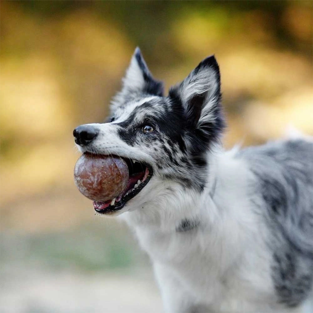 Hundespielzeug Strong Ball aus Bio-Harz vorn retorn.