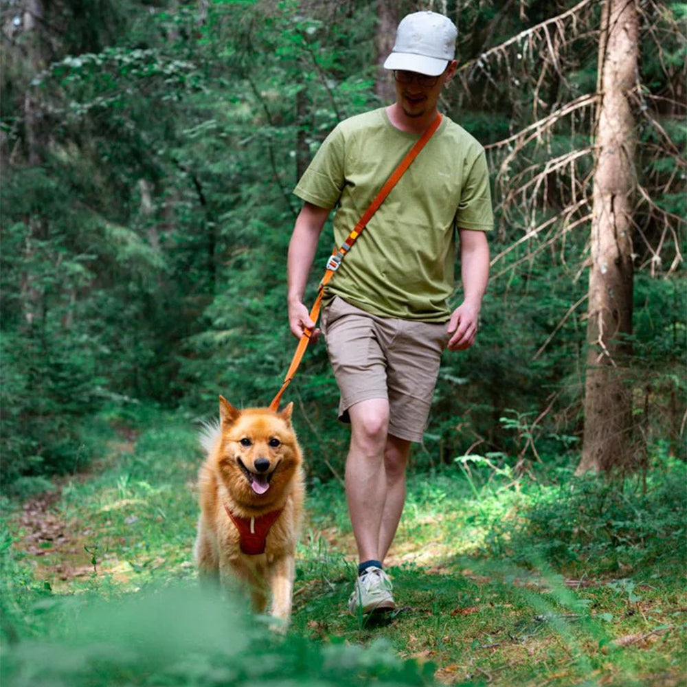 Mit dem Hund durch den Wald Gassigehen.