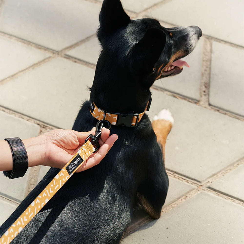 Der Hund wird nun an die Leine genommen.