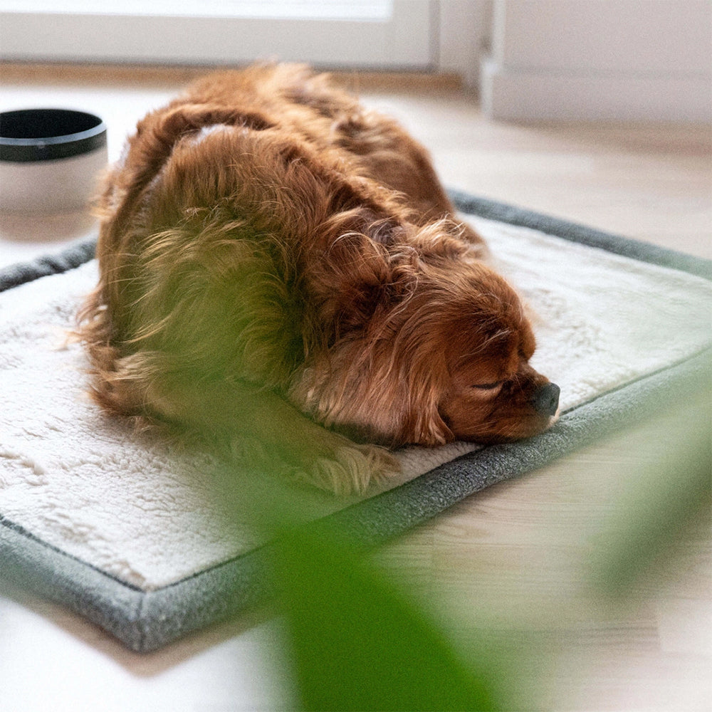 Die Reisedecke 'Snuggle' in dunkelgrün von Denjo Dogs für deinen Hund.