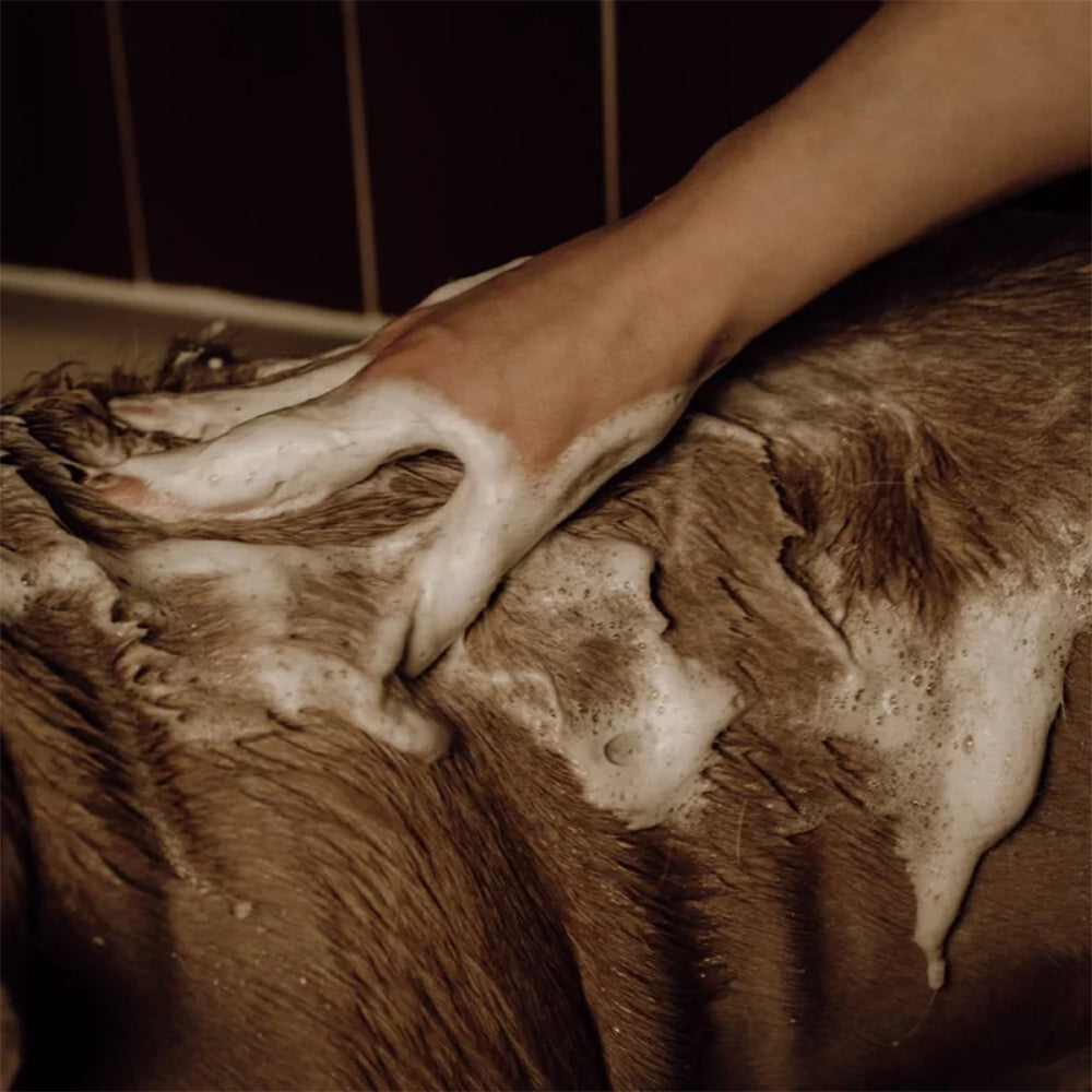 Hier wird das Hundeshampoo ausgiebig nach dem Abspülen einmassiert.