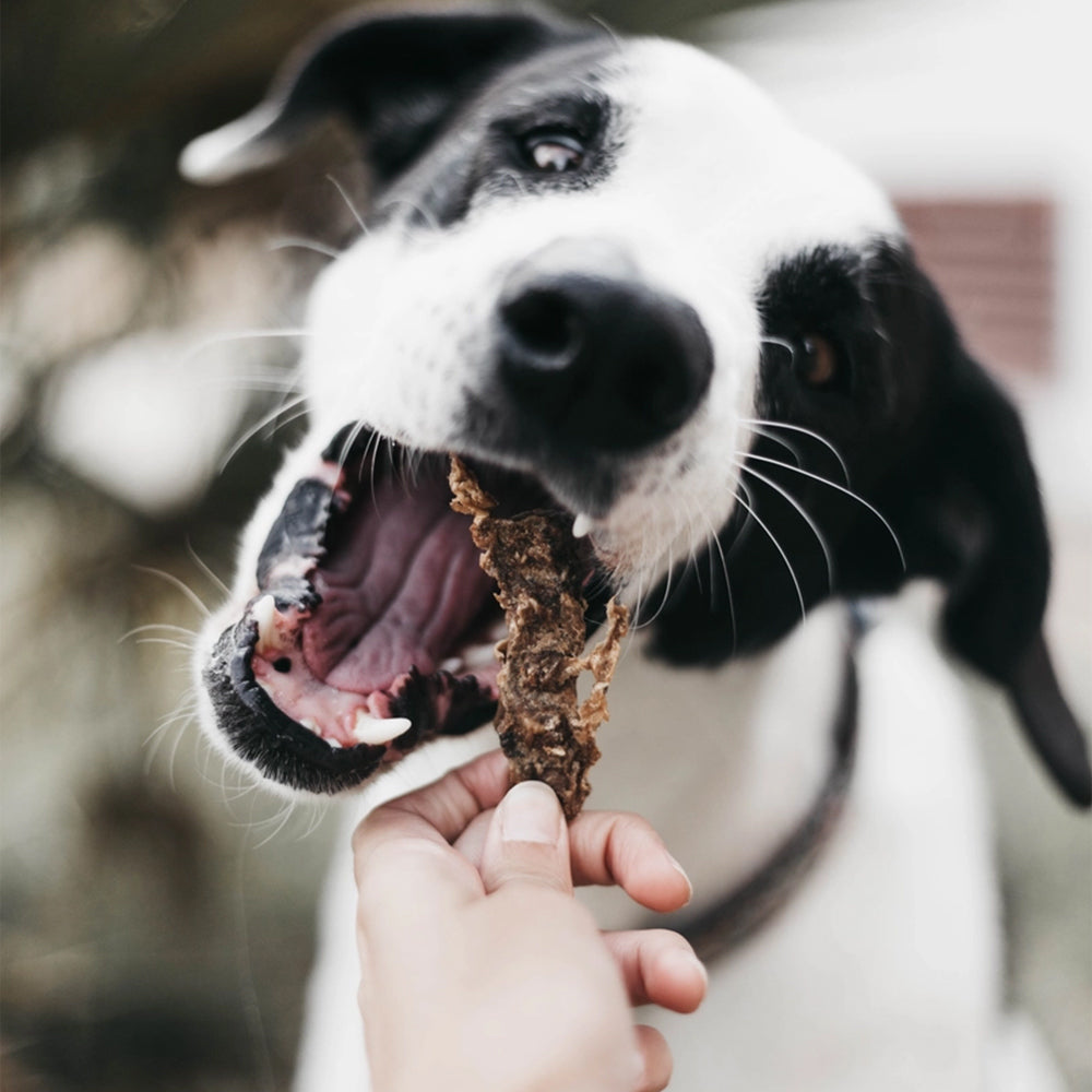 Hund bekommt ein Leckerli.