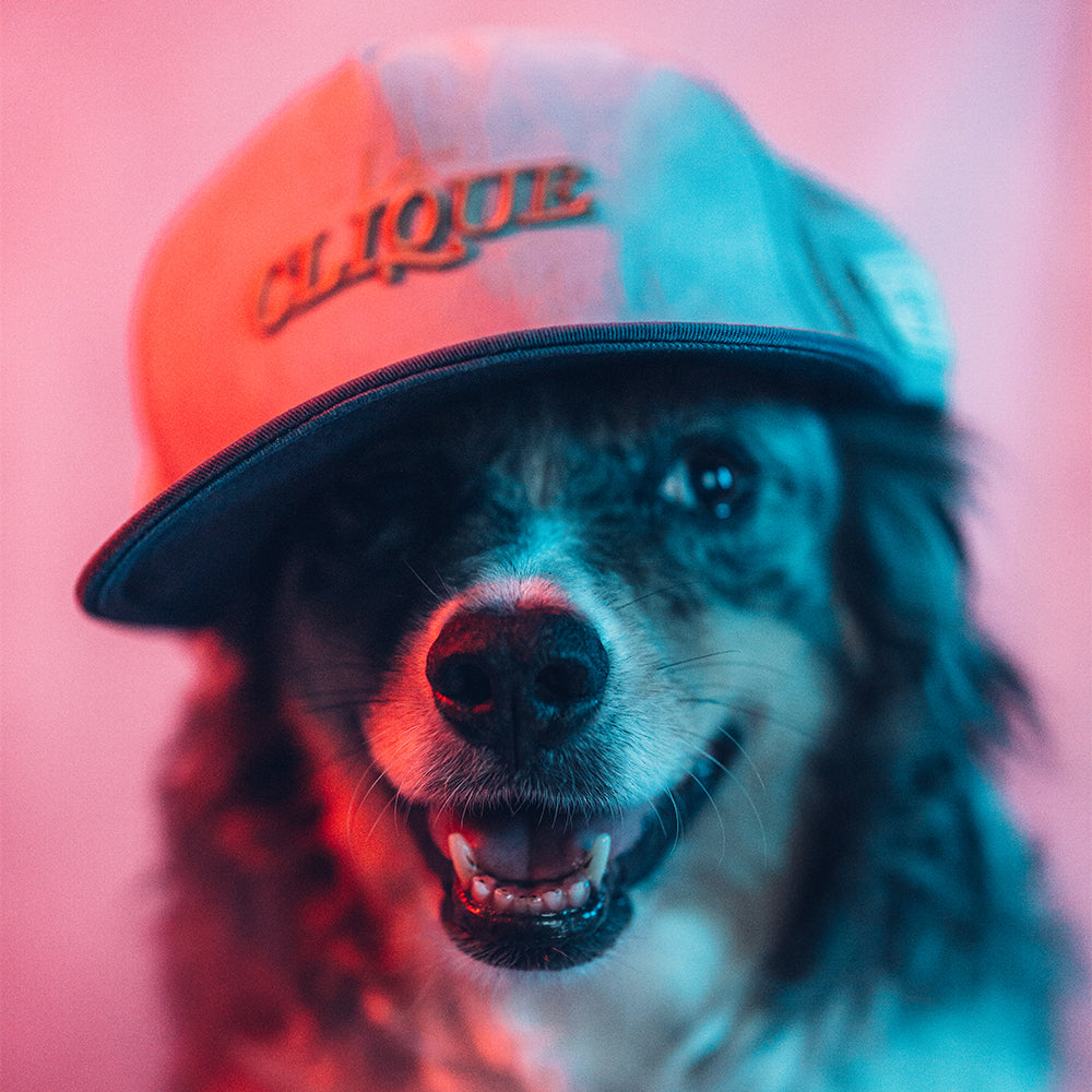 Polly | Chief Dog Officer