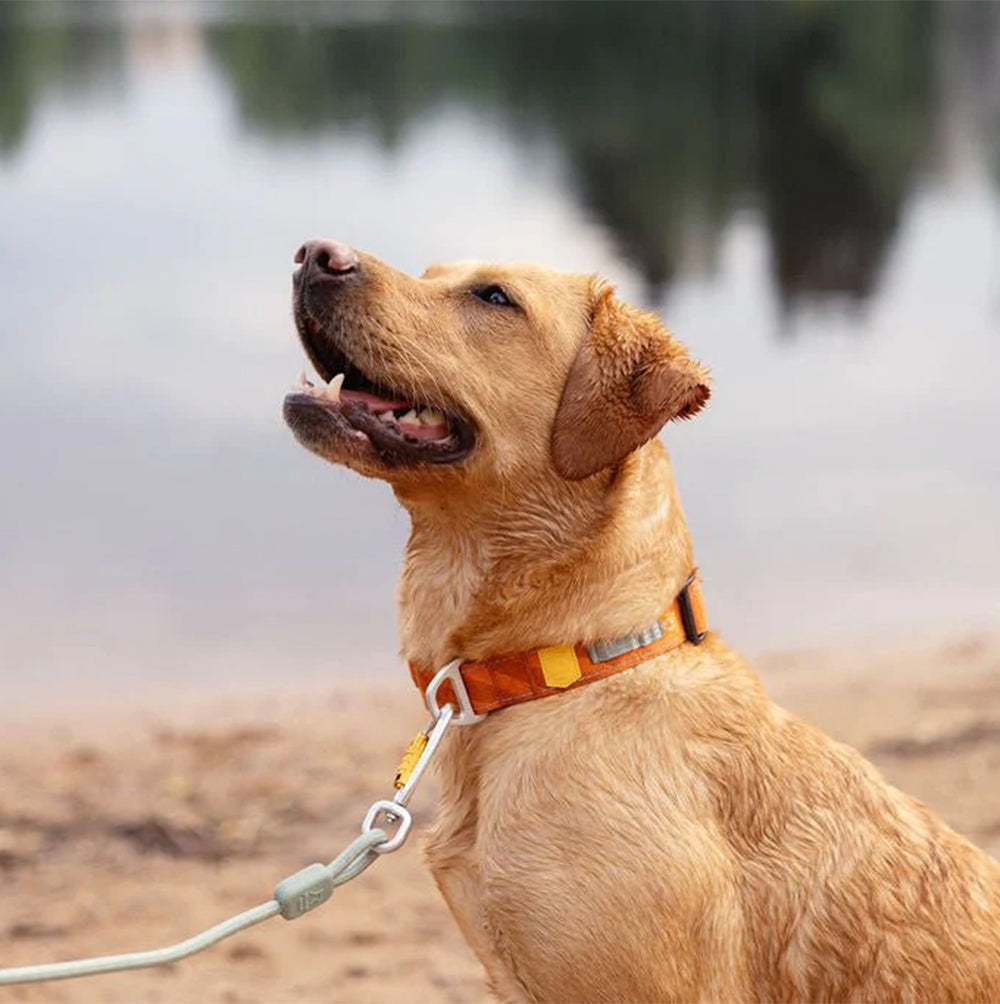 Das nachhaltige Hundehalsband Roam in der Farbe: Terracotta ripple von Woolly Wolf.