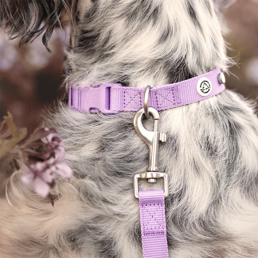 Das nachhaltige Hundehalsband Kodie von Barkalot in lila.