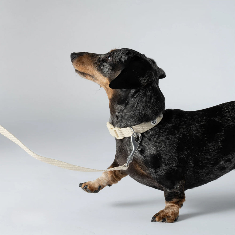 Das nachhaltige Hundehalsband Kodie in der Farbe sand von Barkalot.
