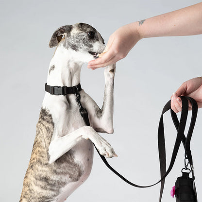 Das nachhaltige Hundehalsband Kodie von Barkalot in schwarz.