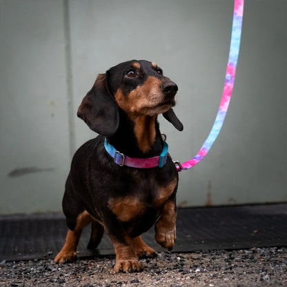 Das Hundehalsband Tie Dye Multi aus recyceltem PET von Barkalot.