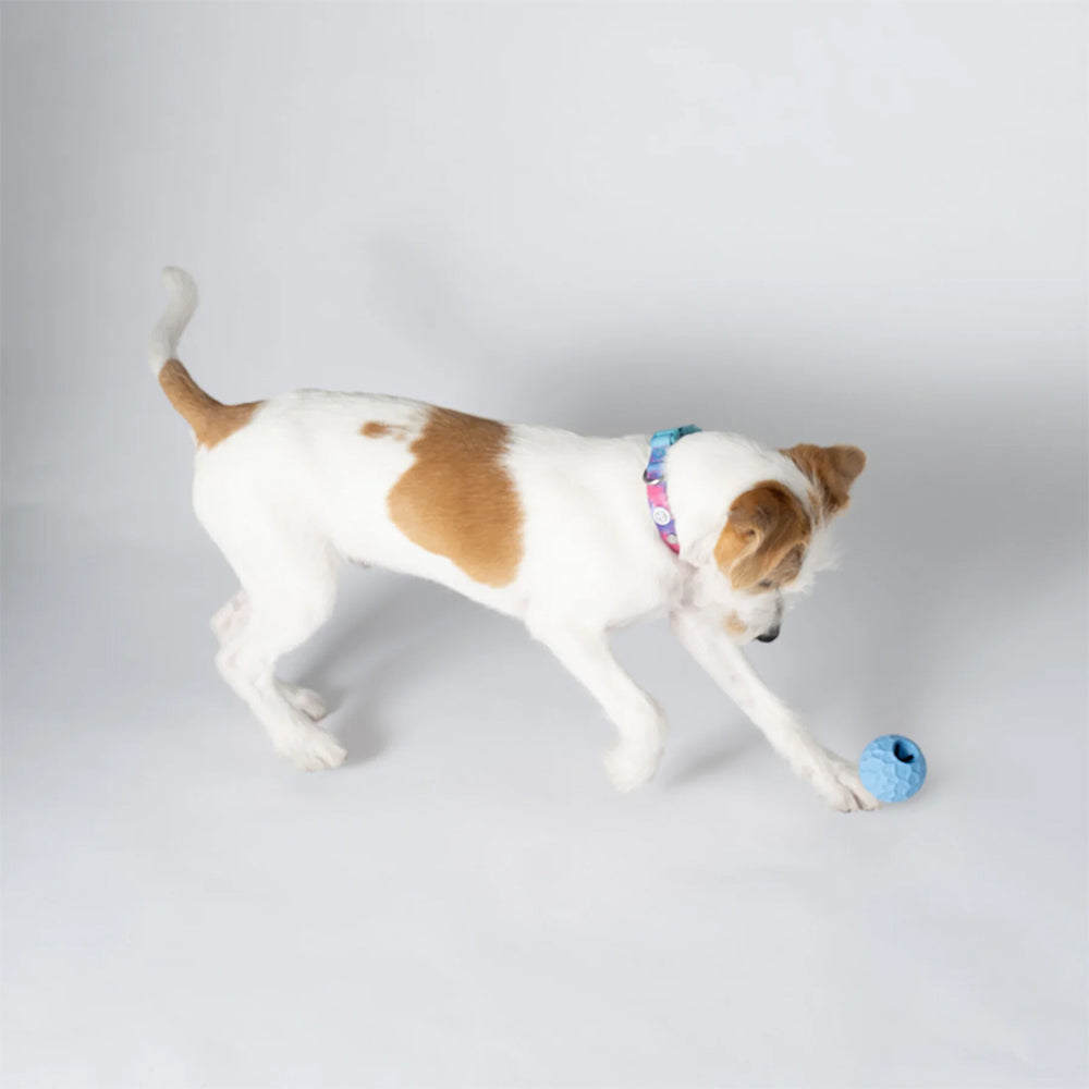 Der Leckerliball aus Naturkautschuk in zwei Farben von Barkalot für deinen Hund.