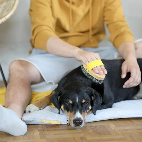 Die Fellbürste von BUDDY. für Hunde mit kurzem Fell.