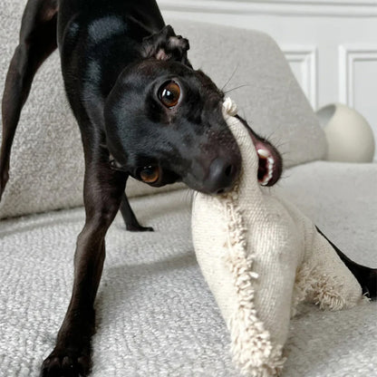 Hier beißt ein schwarzer chihuahua in das Hundespielzeug.