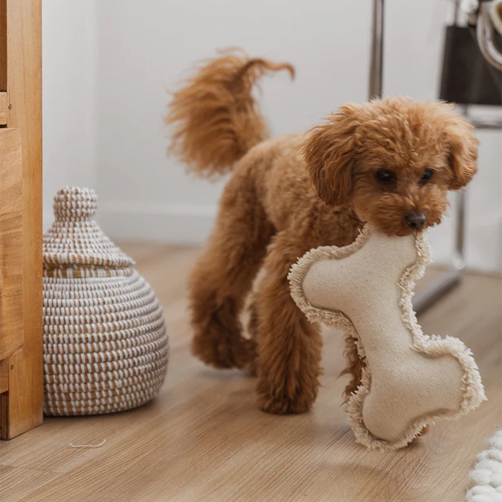 Hier trägt ein kleiner Zwergpudel sein Hundespielzeug in Knochenform spazieren.