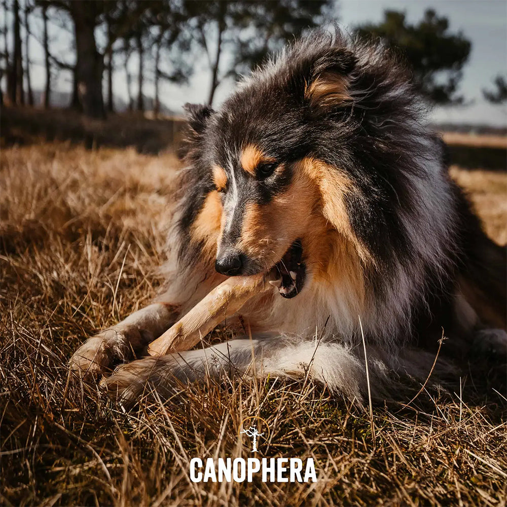 Der natürliche Kaustab aus Kaffeeholz für deinen Hund von Canophera.