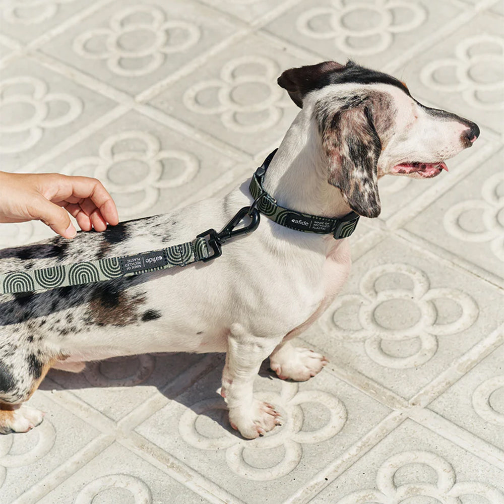 Hier trägt der Dackel Hundehalsband und Hundeleine lässig auf dem Gehweg.