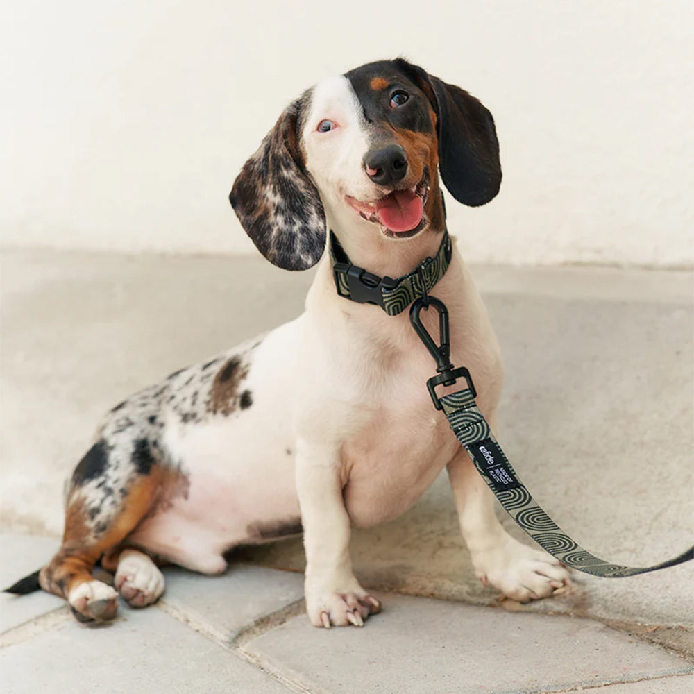 Hier trägt der Dackel Hundehalsband und Hundeleine lässig auf dem Gehweg.