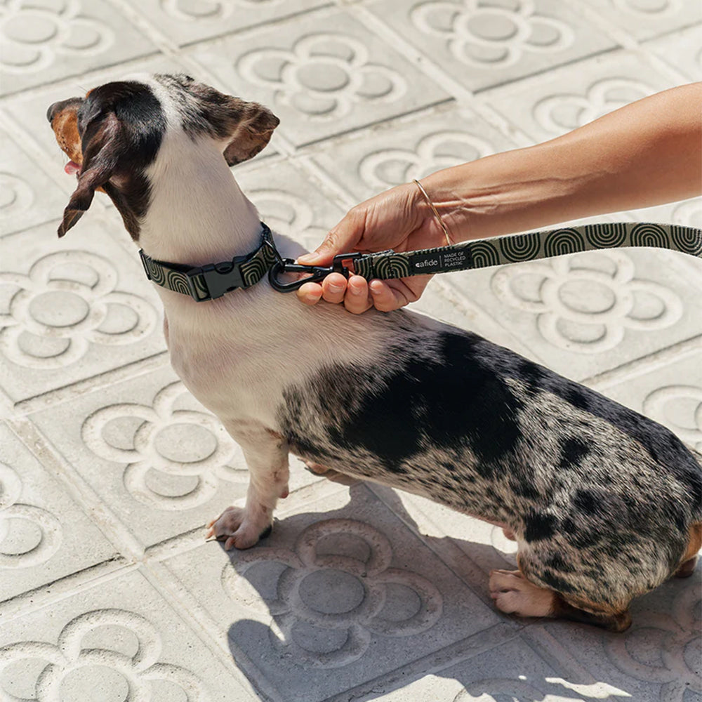 Hier trägt der Dackel Hundehalsband und Hundeleine lässig auf dem Gehweg.
