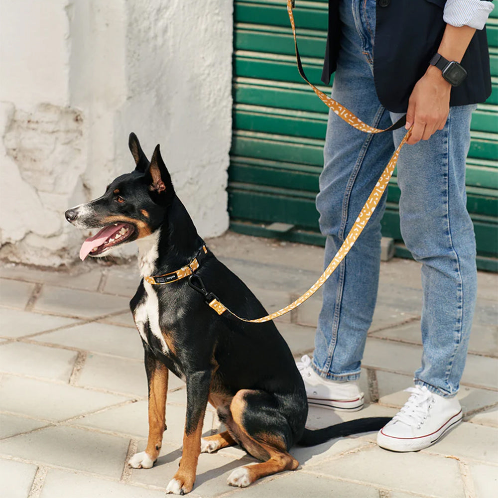 Hier steht die Hundebesitzerin entspannt auf einem Gehweg mit ihrem Hund an der Leine und dem Halsband.